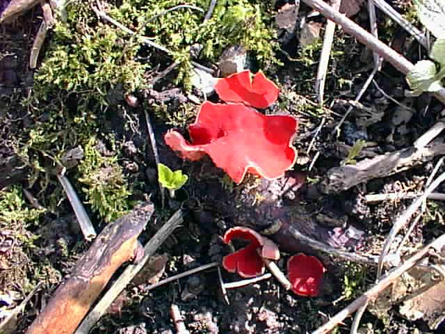 Scarlet Elf-cup